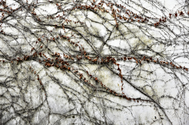 中国苏州同里古镇园林内的爬墙虎藤蔓植物