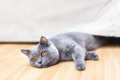 猫咪从沙发底下探出半个身子摊在地上