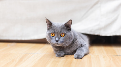 猫咪从沙发底下探出半个身子