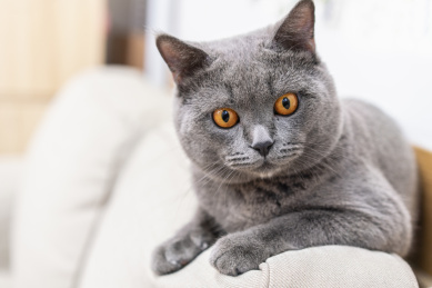 猫咪趴在沙发顶部好奇地看前方