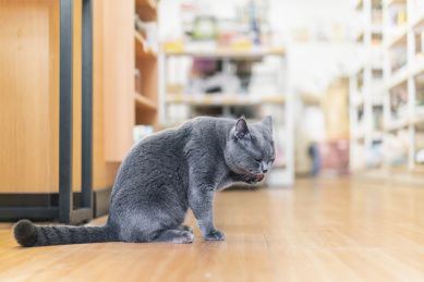 猫咪蹲在宠物店内的地板上专心舔爪子