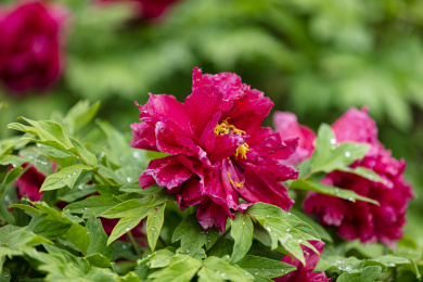 粉红色牡丹花特写