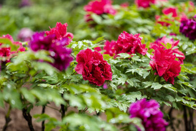 盛开的红色牡丹花