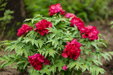 盛开的红色牡丹花