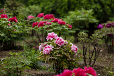 花园里的浅粉色牡丹花