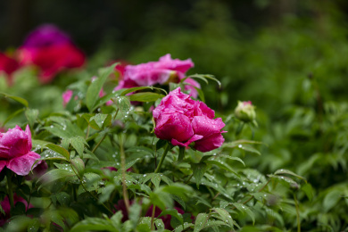 雨后盛开的粉色牡丹花