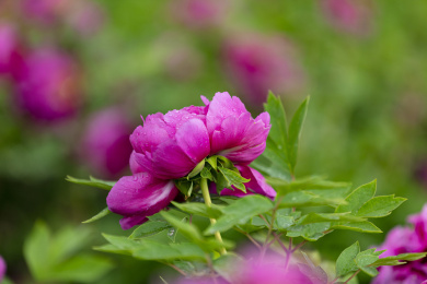 一朵紫色牡丹花