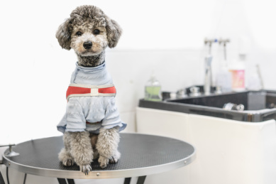 蹲坐在护理台上准备洗澡的泰迪犬
