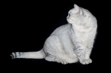 英短猫咪 猫咪 宠物