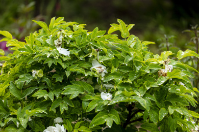 雨后凋零的牡丹花