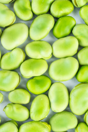 满屏绿色的新鲜蚕豆