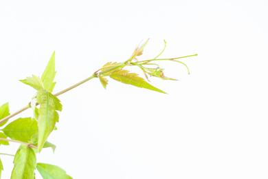 白背景上的新鲜藤茶          