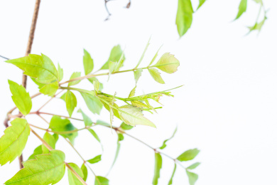 白背景上的新鲜藤茶          