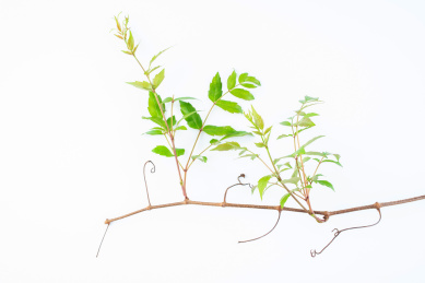 白背景上的新鲜藤茶          