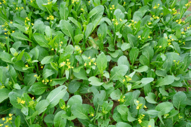 菜地种植的油菜花蔬菜