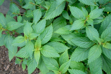 菜地种植的苦斋菜 苦斋菜