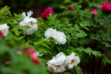 绽放中的白色牡丹花