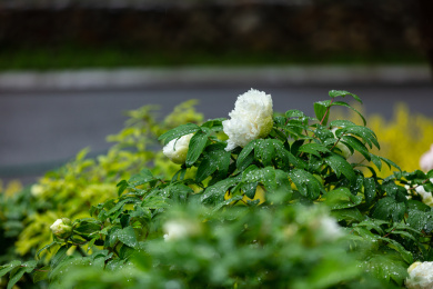 雨后的白色牡丹花