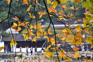 中国苏州天平山风景区秋天的枫叶