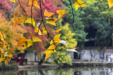 中国苏州天平山风景区秋天的红叶