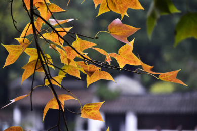 中国苏州天平山风景区秋天的红叶