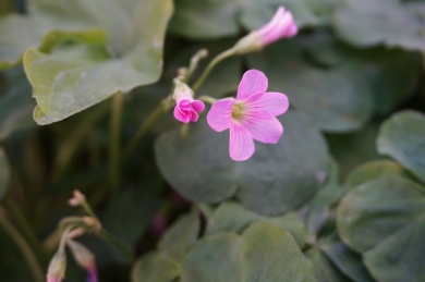 春开盛开的小花
