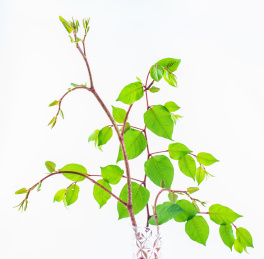 白背景上一棵新鲜中草药虎杖