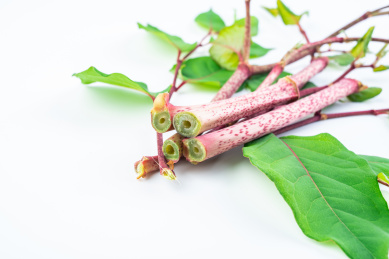 白背景上的新鲜中草药虎杖茎杆特写