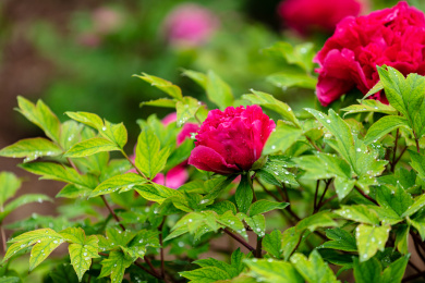 带水珠的红色牡丹花