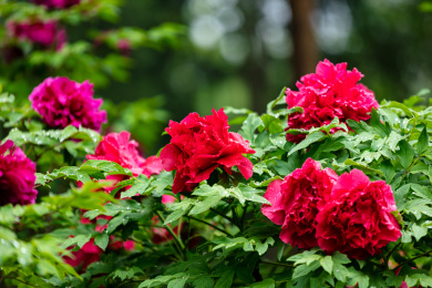 花园里的红牡丹