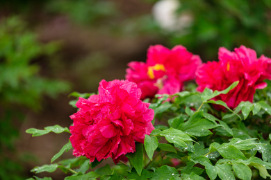 带水珠的粉红色牡丹花