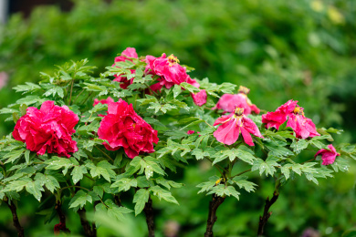 花园里的牡丹花