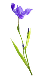 鸢尾花在白色背景上，紫色的鸢尾