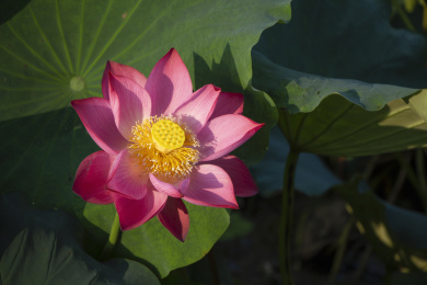 清晨阳光照射下的粉色荷花