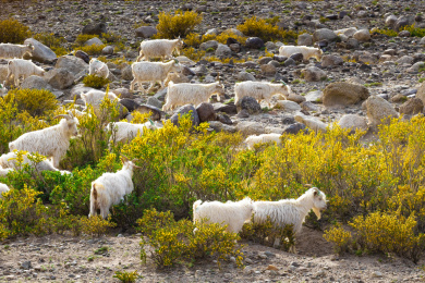 山羊在戈壁滩里觅食