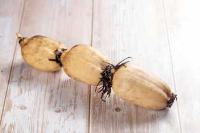 一整根莲藕特写 藕