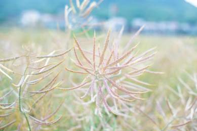 夏天成熟的油菜荚果