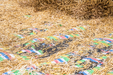 夏天收获的油菜籽