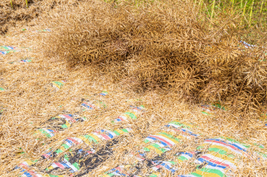 夏天农民在田里收油菜  