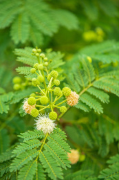 光荚含羞草 叶子 植物