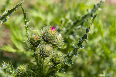 含苞欲放的飞廉草 大蓟