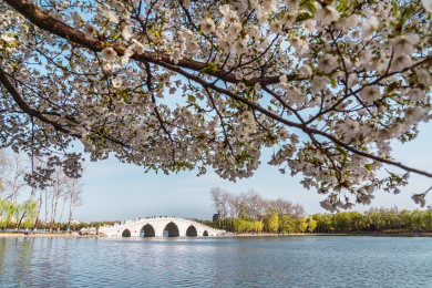 北京春天玉渊潭八一湖春色