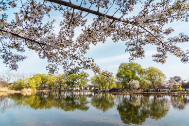 北京春天玉渊潭八一湖春色