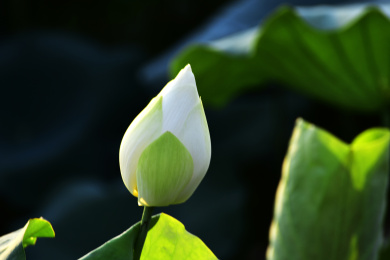 含苞待放的乳白色荷花