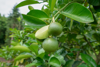 果园种植的柚子树