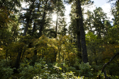 香格里拉普达措国家公园属都湖风光