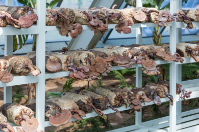 真菌类灵芝草在室内种植