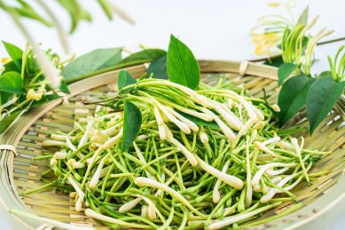 白背景上竹筛子装满新鲜野生金银花