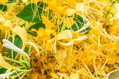 金黄色的新鲜野生金银花特写