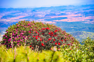 云南曲靖春天珠江源风景区的杜鹃花